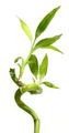 Dracaena Sanderiana